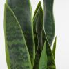 Umělá květina Kave Home Sansevieria -fv-interier-25